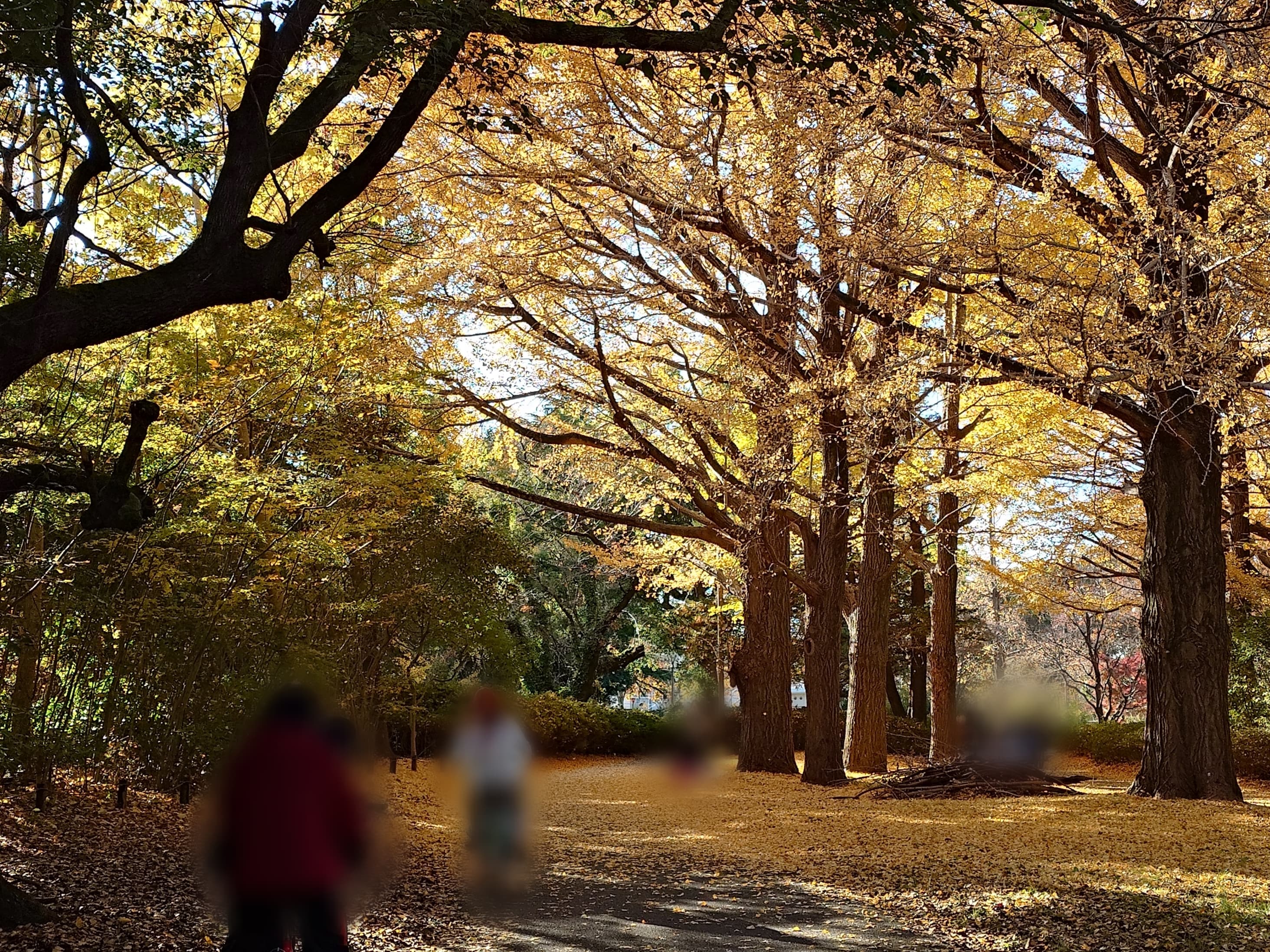 昭和記念公園のサイクリングロード