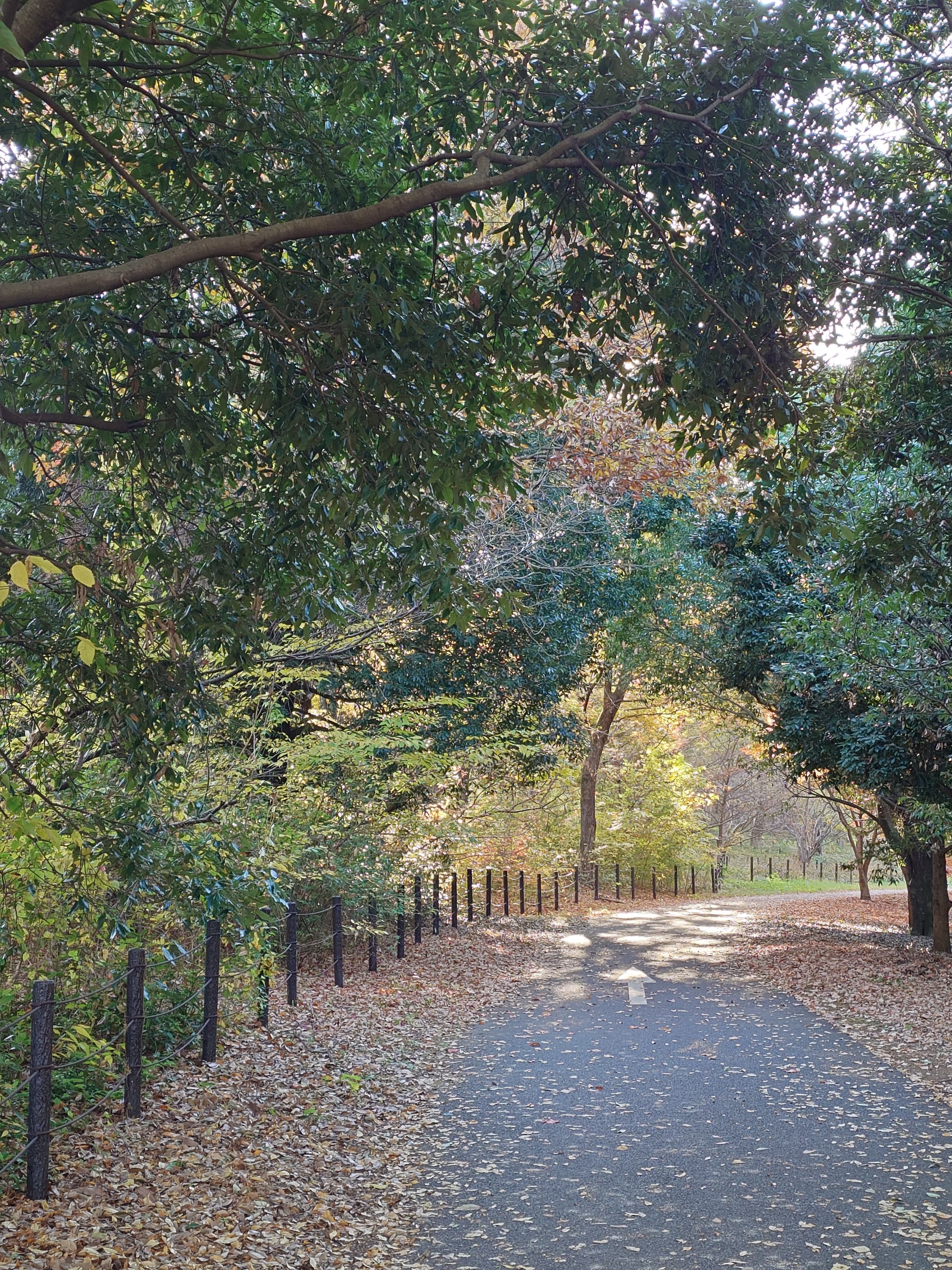 昭和記念公園のサイクリングロード
