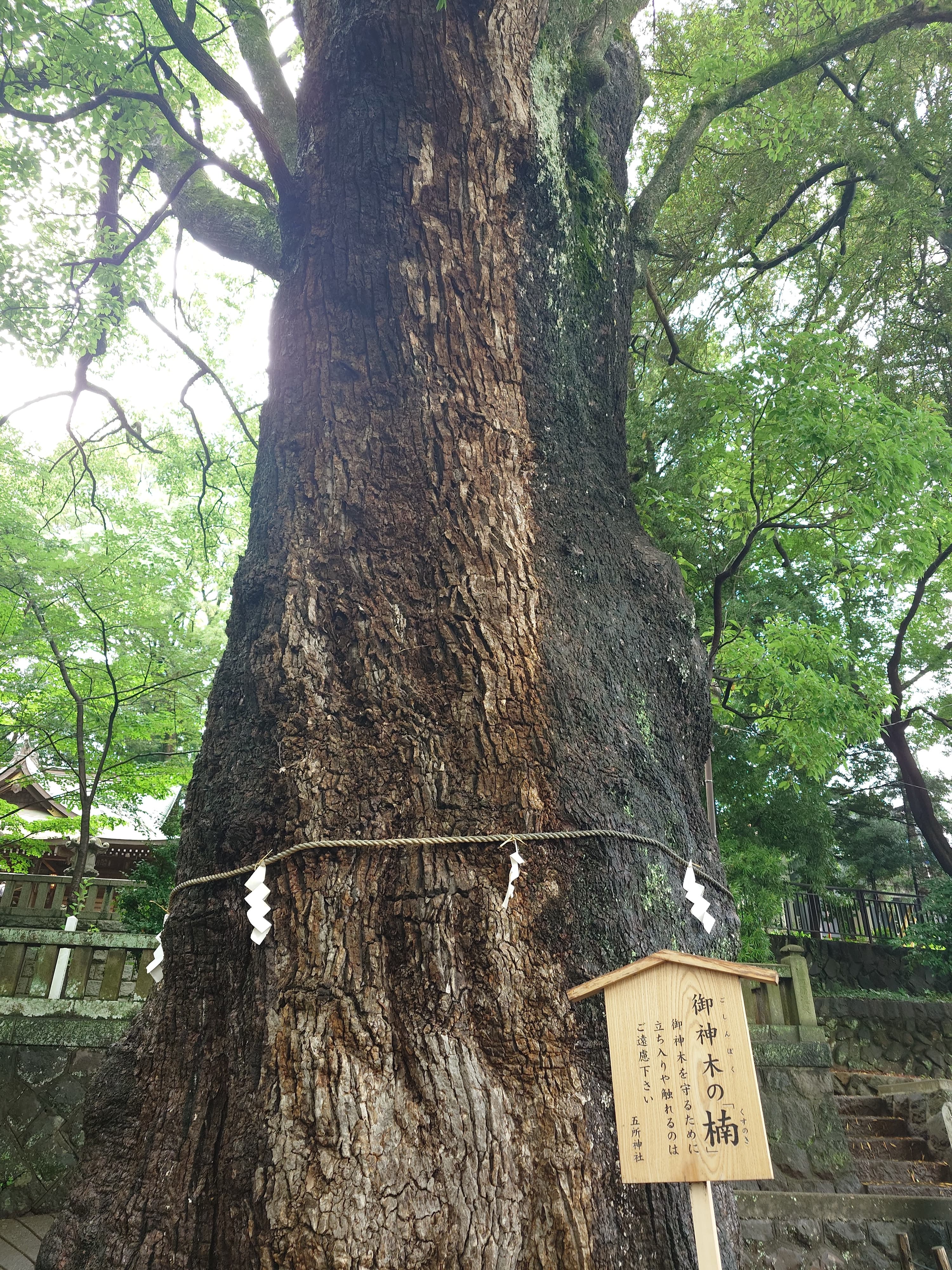 五所神社にある樹齢約850年のご神木