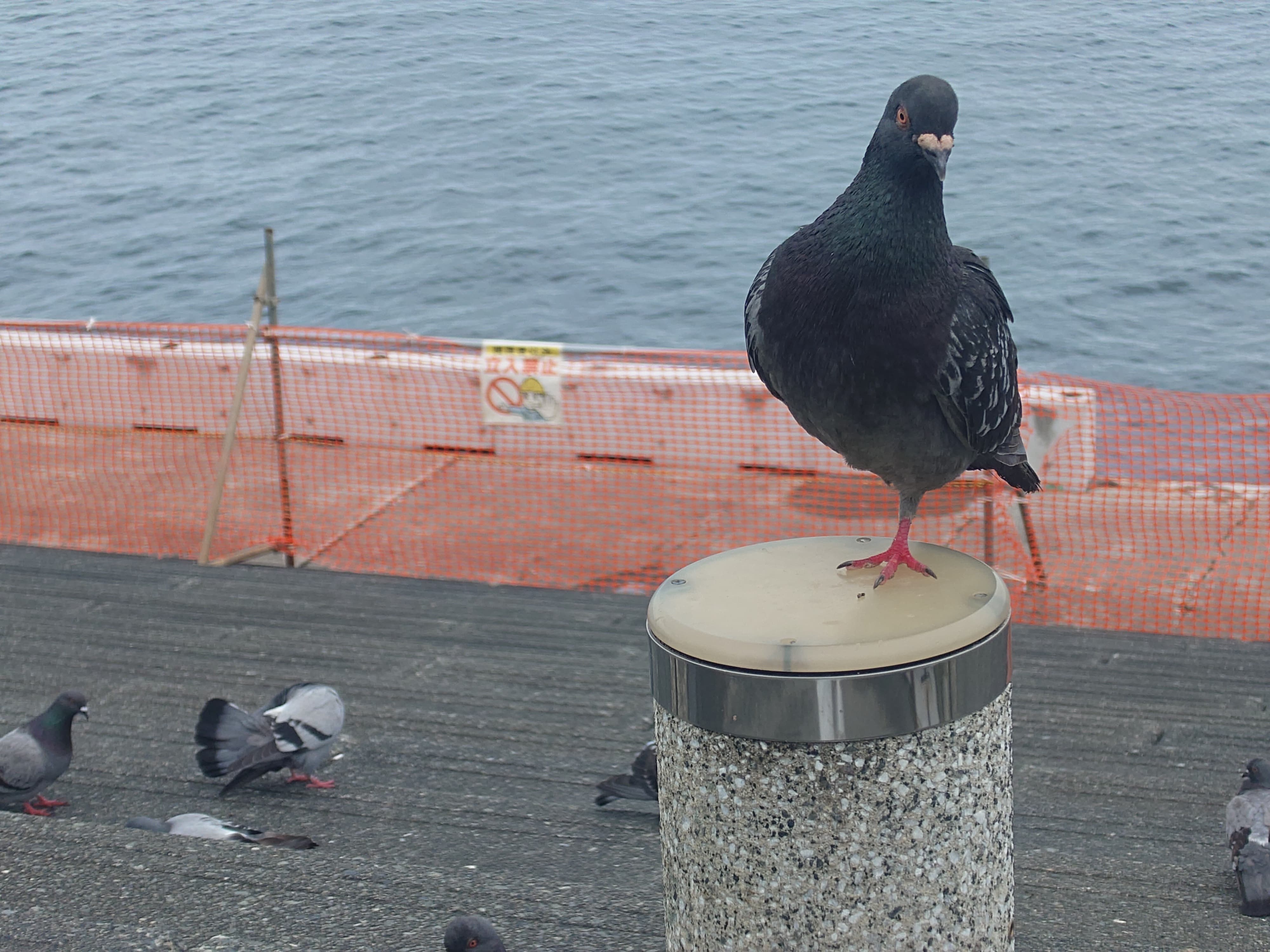 鳩